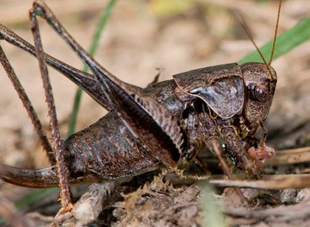 El cierre: Cada hora tres especies de animales se extinguen en el mundo El cierre: Cada hora tres especies de animales se extinguen en el mundo
