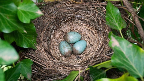 Nido de p&aacute;jaros