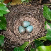 Nido de pájaros Nido de pájaros