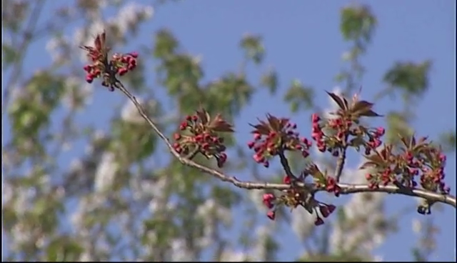 Sabino Méndez: "La mejor vacuna contra la astenia primaveral es la psicológica" Sabino Méndez: "La mejor vacuna contra la astenia primaveral es la psicológica"
