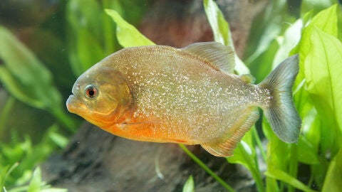 Una pira&ntilde;a en un estanque