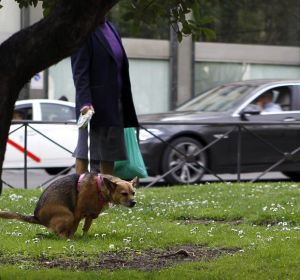 Medidas para evitar que se abandonen las heces de los perros Medidas para evitar que se abandonen las heces de los perros