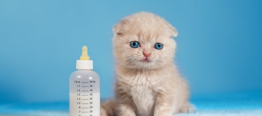 Gatito con biberón Gatito con biberón