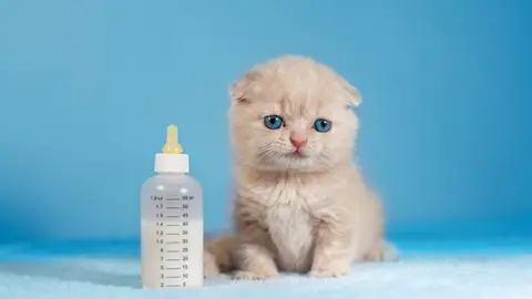 Gatito con biberón Gatito con biberón