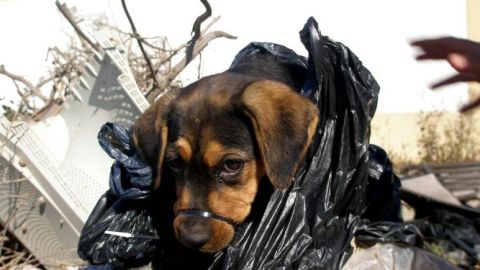 Cachorro rescatado de la basura en Almer&iacute;a