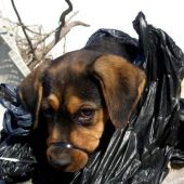 Cachorro rescatado de la basura en Almería