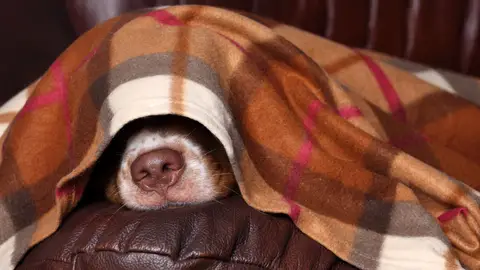 Perro con miedo Perro con miedo