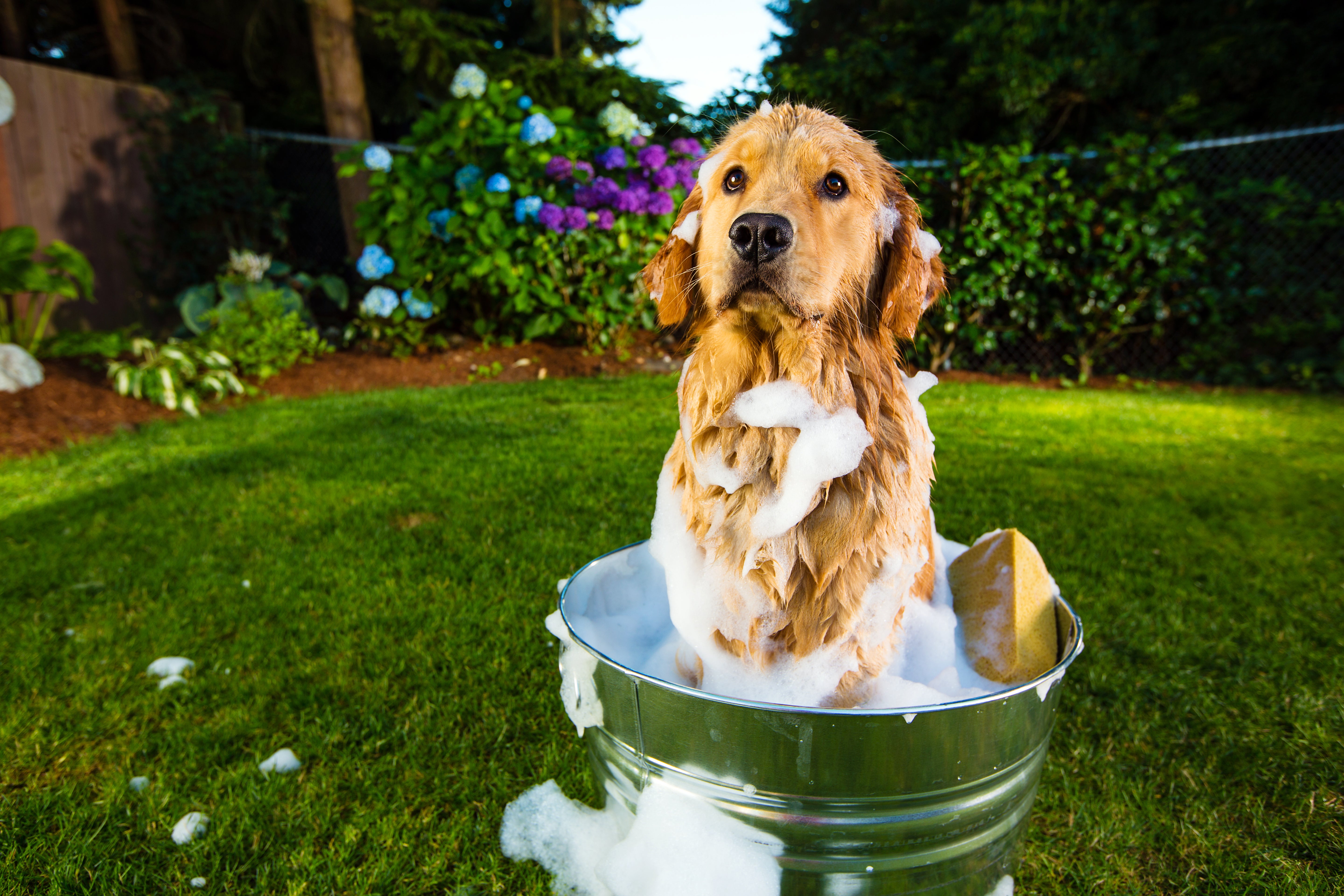 Bañar al perro en casa: la realidad supera la ficción Bañar al perro en casa: la realidad supera la ficción