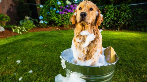 Ba&ntilde;ando a un perro