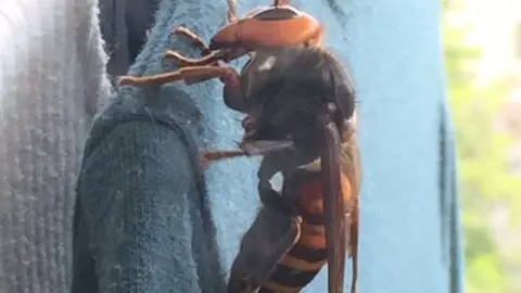 Avispa gigante japonesa Avispa gigante japonesa