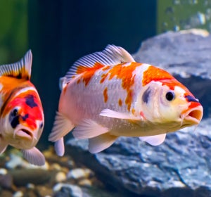 Carpas koi Carpas koi
