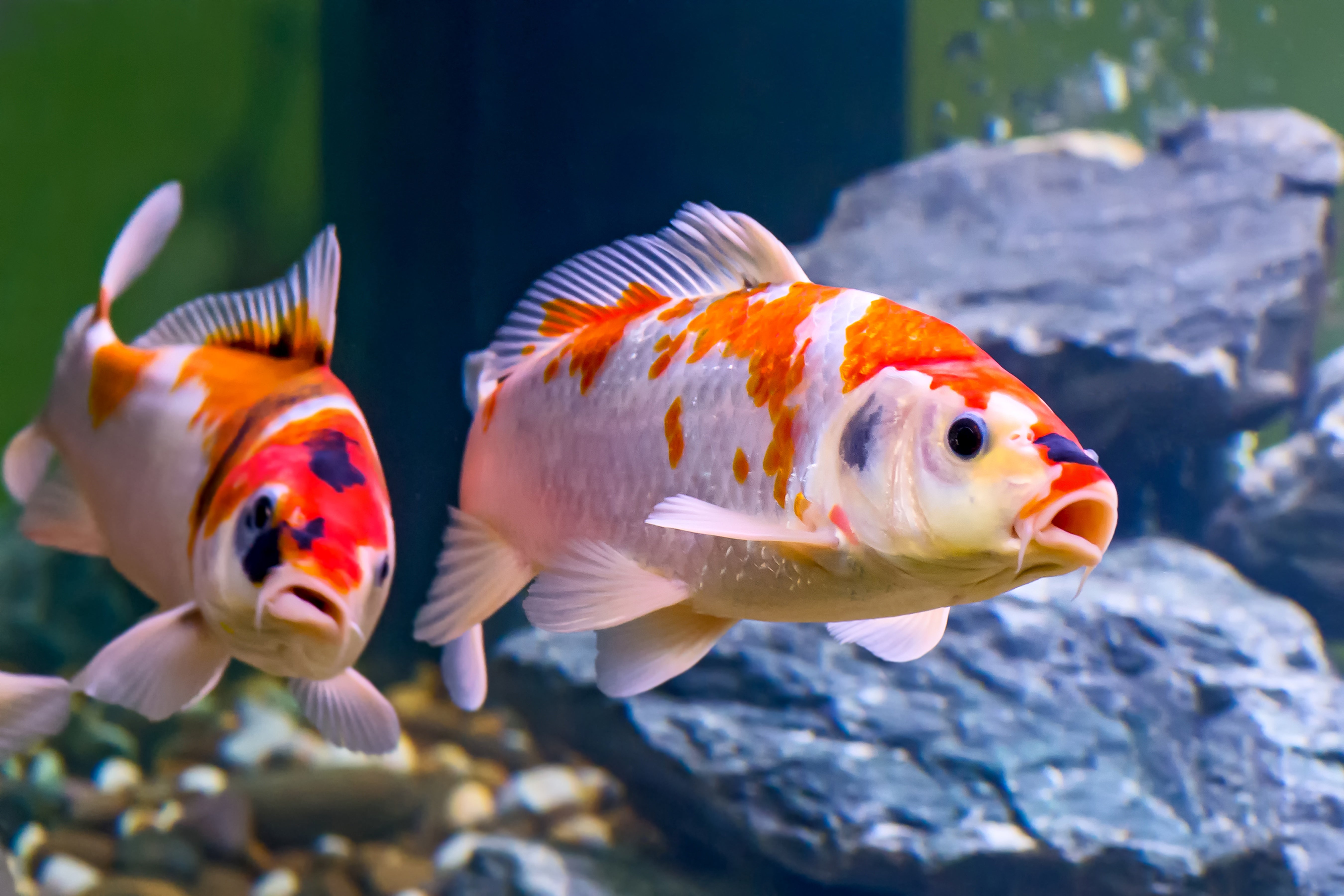 No a la prohibición de la carpa Koi No a la prohibición de la carpa Koi