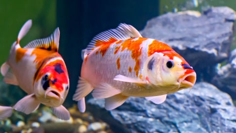 Carpas koi