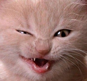 10 cosas diabólicas que hacen los gatos 10 cosas diabólicas que hacen los gatos