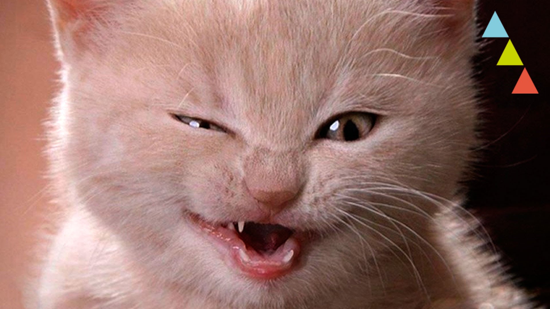 10 cosas diabólicas que hacen tus gatos 10 cosas diabólicas que hacen tus gatos