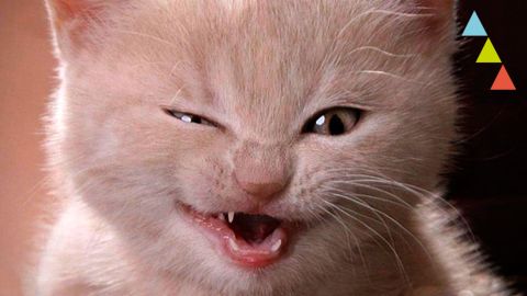 10 cosas diab&oacute;licas que hacen los gatos