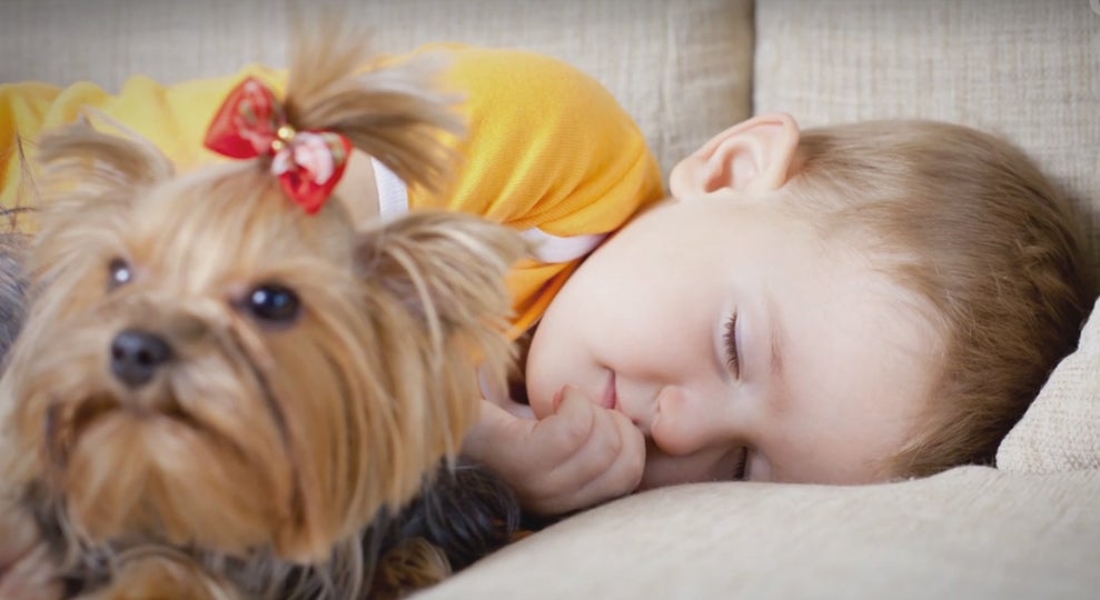 ¿Qué ocurre si duermes con tu mascota? ¿Qué ocurre si duermes con tu mascota?