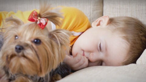 Un perro junto a un ni&ntilde;o durmiendo en la cama