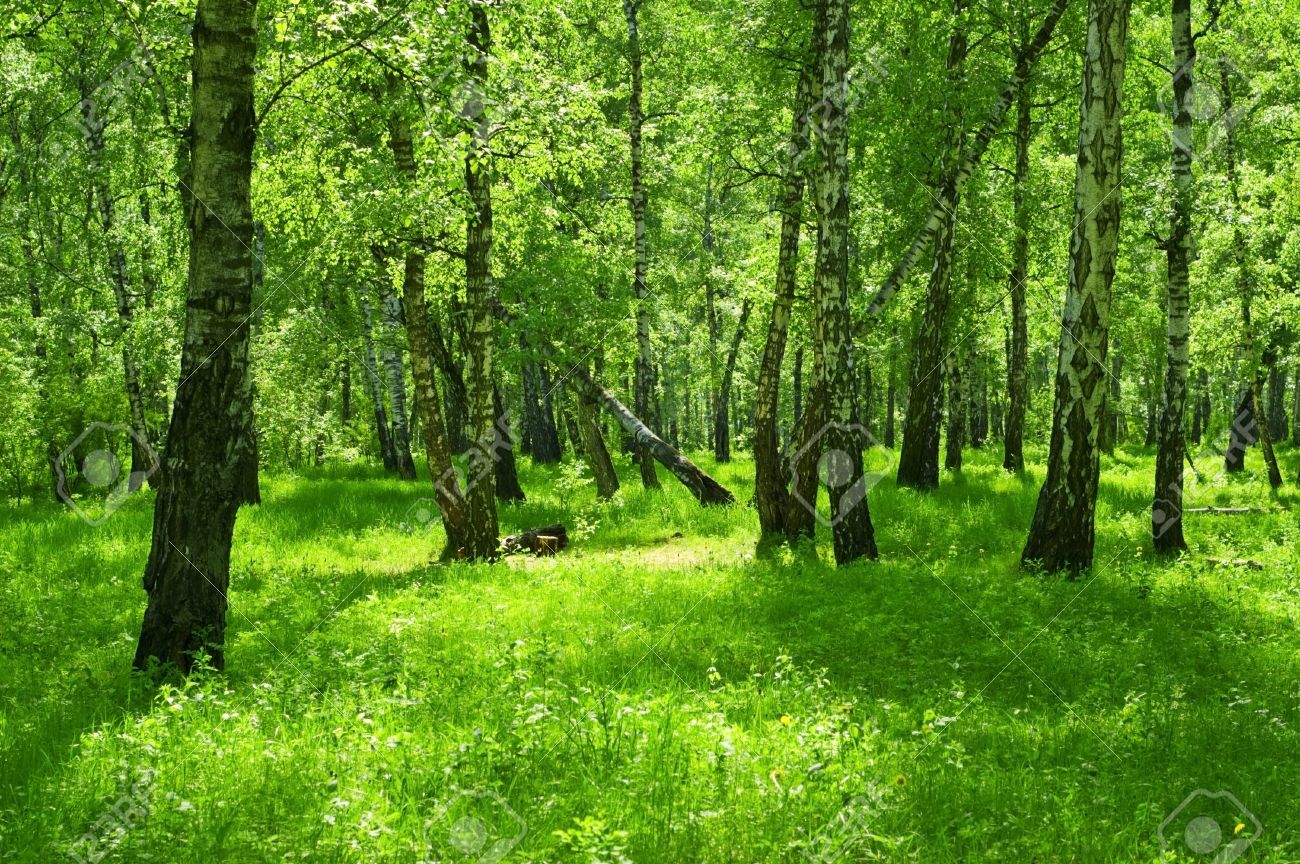 La brújula de la ciencia: El planeta es cada vez más verde La brújula de la ciencia: El planeta es cada vez más verde