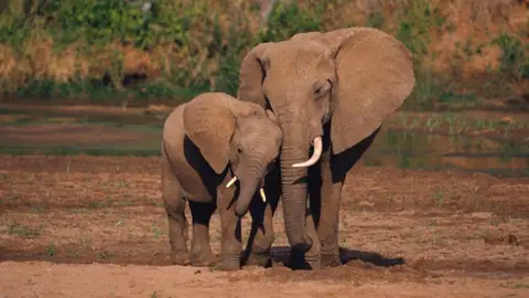 Una pareja de elefantes Una pareja de elefantes