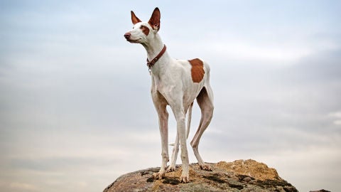 Podenco