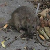 Una rata en las calles de Nueva York