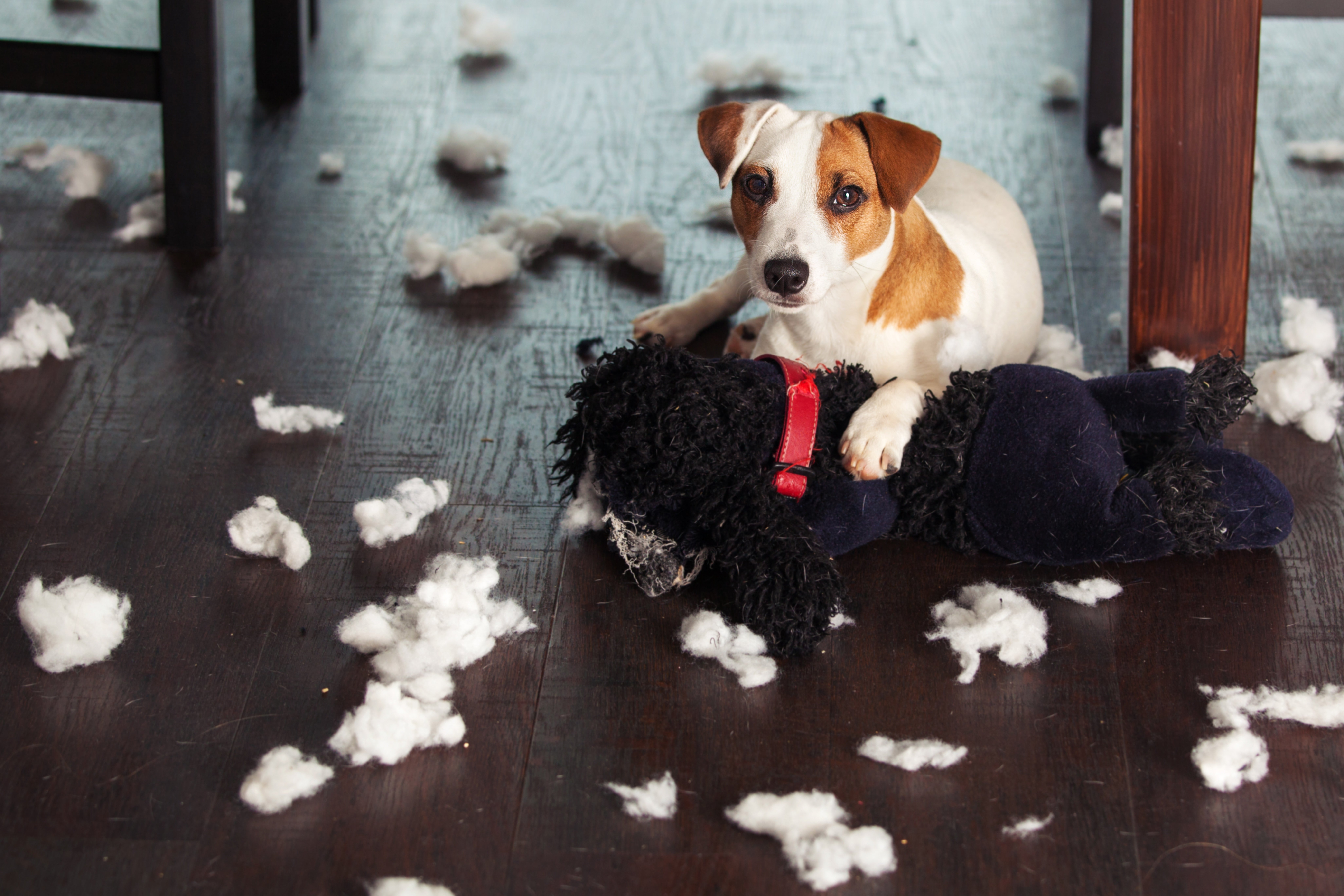 Momentos inolvidables junto a tu mascota Momentos inolvidables junto a tu mascota