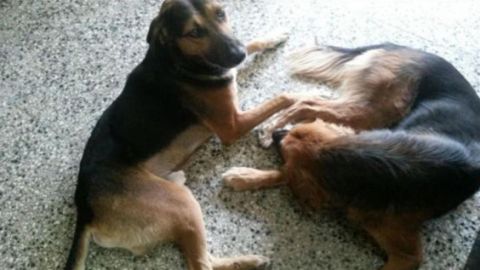 Bella y Edward, versi&oacute;n perro