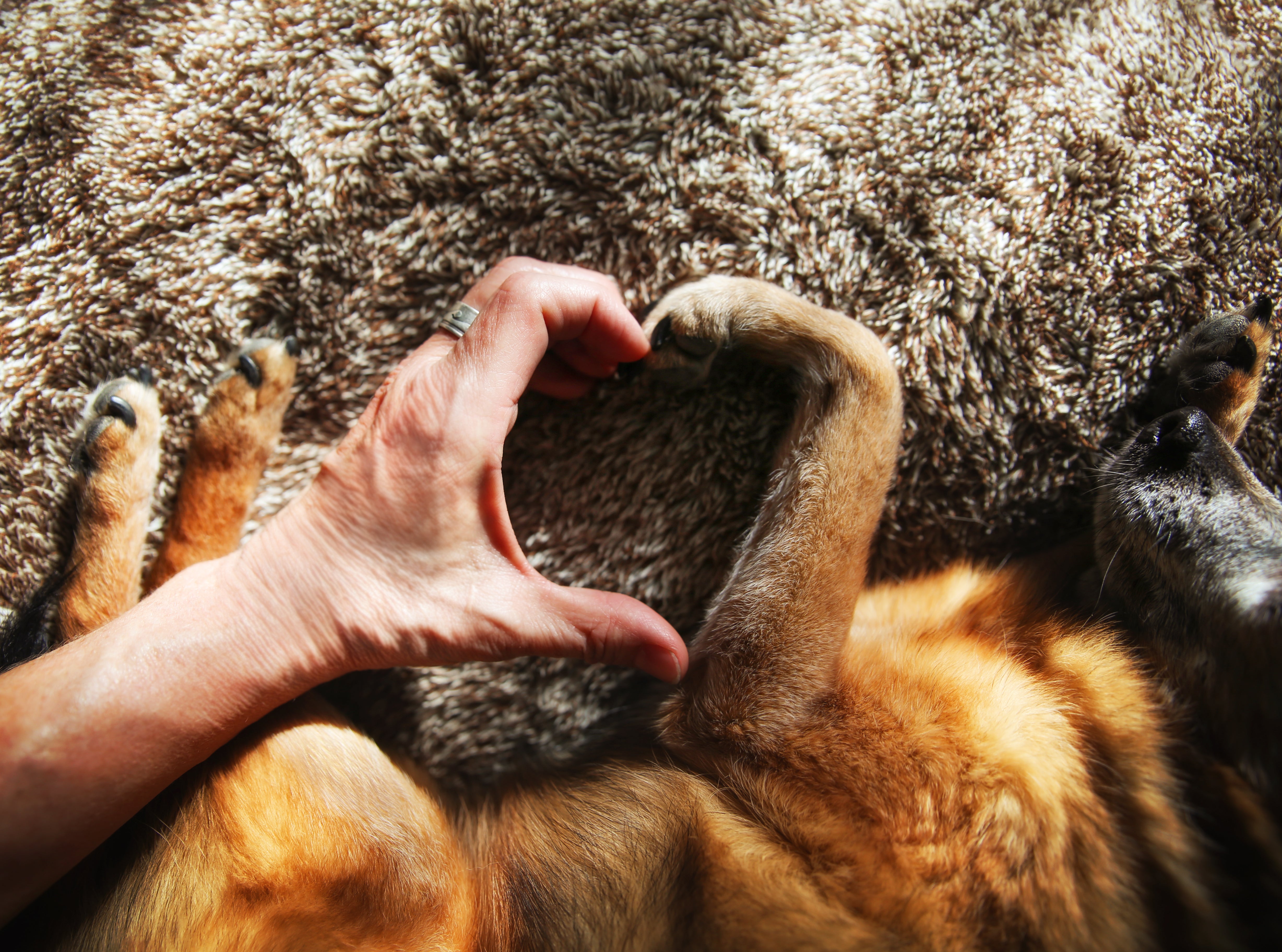 ¿Cómo dejar la herencia a nuestras mascotas? ¿Cómo dejar la herencia a nuestras mascotas?