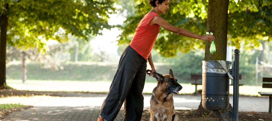 Mujer recogiendo las cacas de su perro Mujer recogiendo las cacas de su perro
