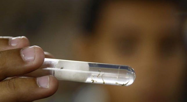 Registrado en Madrid el primer contagio por vía sexual de zika en España Registrado en Madrid el primer contagio por vía sexual de zika en España