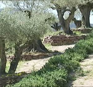 Olivos Olivos