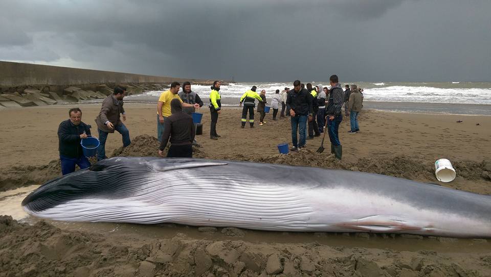 Muere la cría de ballena varada tras 11 horas de hidratación e intentos salir al mar Muere la cría de ballena varada tras 11 horas de hidratación e intentos salir al mar