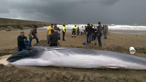 Ballena varada en Ayamonte