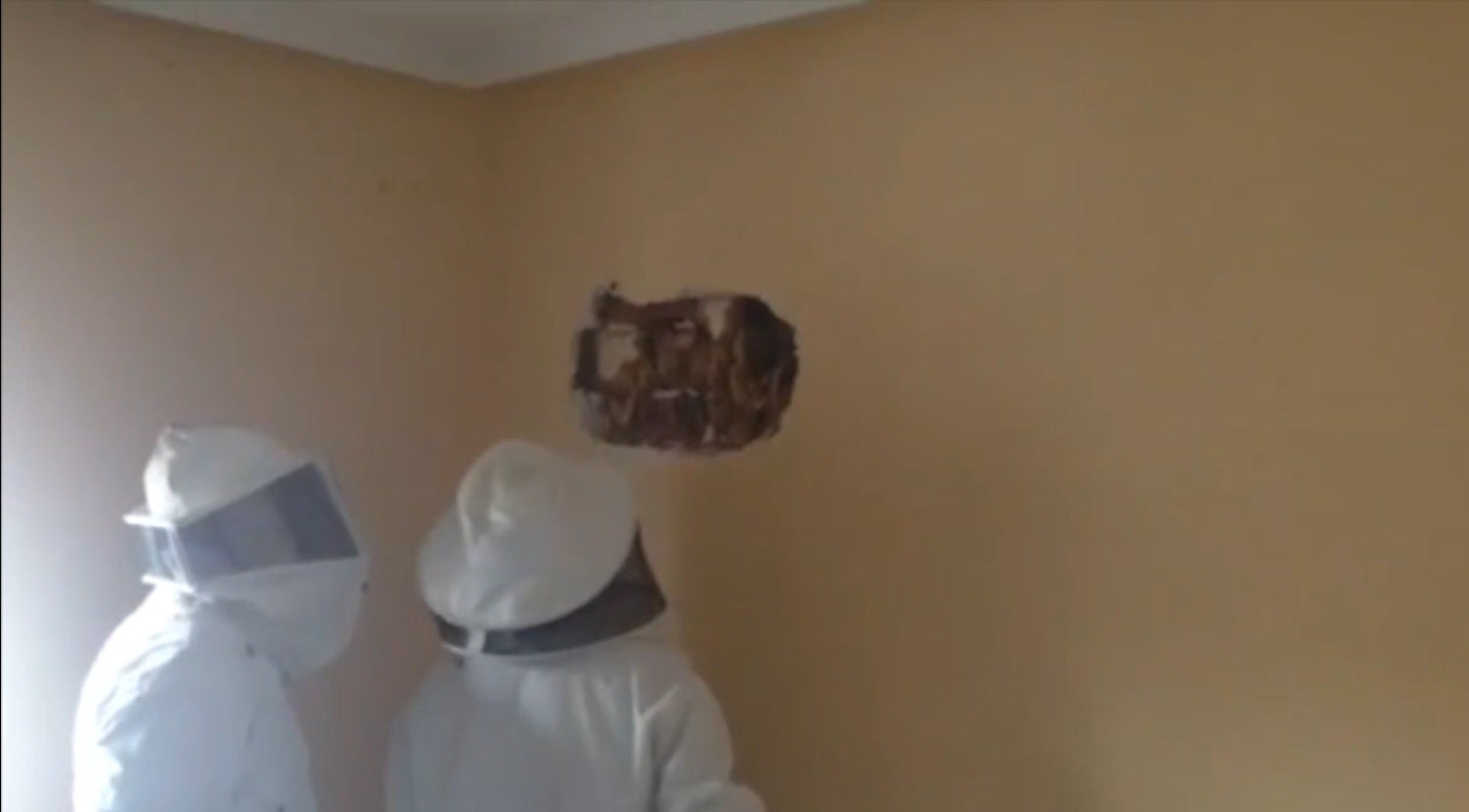 Mesa de redacción: ¿Cómo sacar 25.000 abejas del interior de un piso? Mesa de redacción: ¿Cómo sacar 25.000 abejas del interior de un piso?