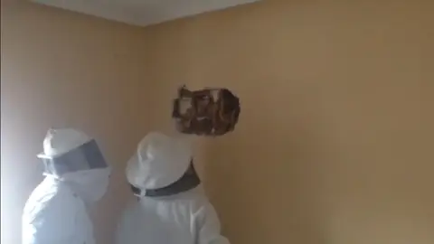 Encuentran 25.000 abejas en Alcalá de Henares Encuentran 25.000 abejas en Alcalá de Henares