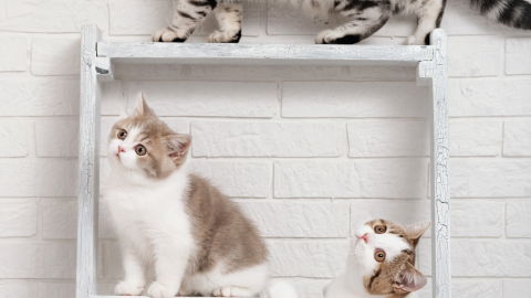 Gatos en escalera