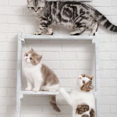 Gatos en escalera