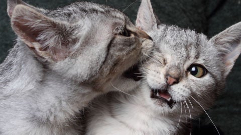 Gatos mordi&eacute;ndose