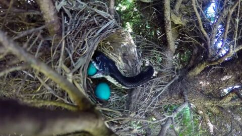 Una serpiente se come los huevos de unos polluelos a punto de nacer