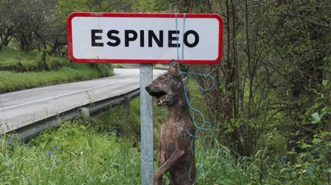 Cuelgan de una señal a un lobo en Asturias Cuelgan de una señal a un lobo en Asturias