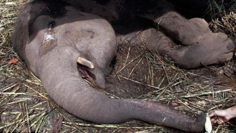 El elefante Yani antes de morir