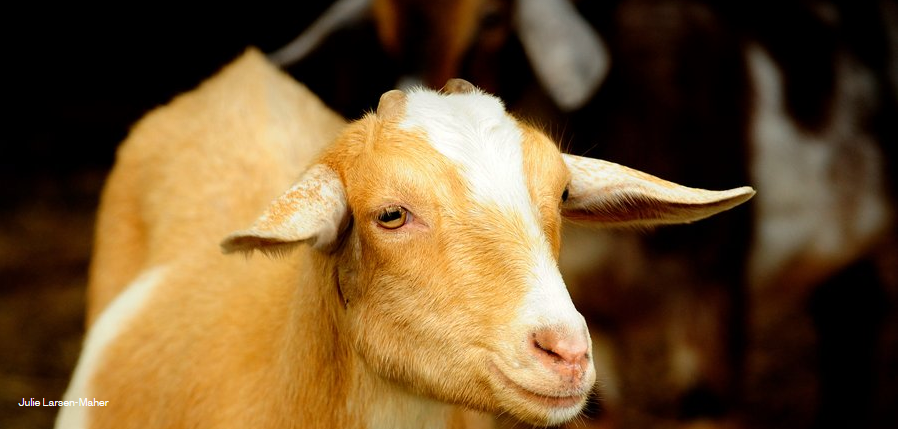 La IV Fiesta del Cabrito de Sierra de Gata reivindica la importancia de la cabra y el pastoreo para cuidar la naturaleza La IV Fiesta del Cabrito de Sierra de Gata reivindica la importancia de la cabra y el pastoreo para cuidar la naturaleza