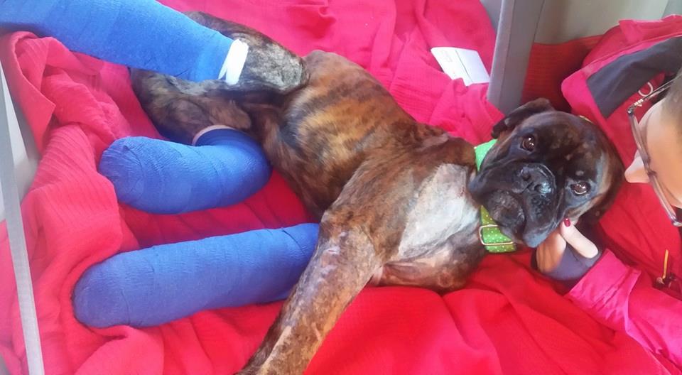 Jaén en la Onda con Nicolás Hidalgo 20/05/2016. Negrito, un perro con 16 meses al que le destrozaron las patas Jaén en la Onda con Nicolás Hidalgo 20/05/2016. Negrito, un perro con 16 meses al que le destrozaron las patas