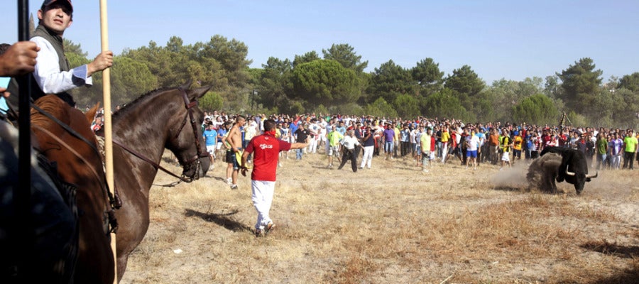 Toro de la Vega Toro de la Vega