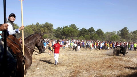 Toro de la Vega