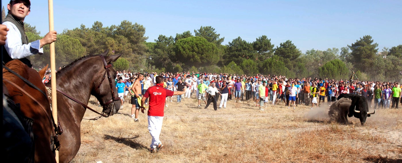 La Junta deniega al Ayuntamiento de Tordesillas celebrar el Toro de la Vega La Junta deniega al Ayuntamiento de Tordesillas celebrar el Toro de la Vega