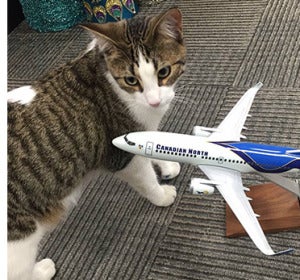 Gato viajando en avión Gato viajando en avión