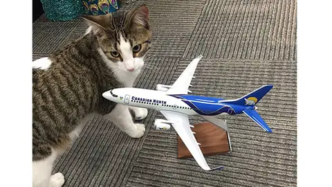 Gato viajando en avión Gato viajando en avión