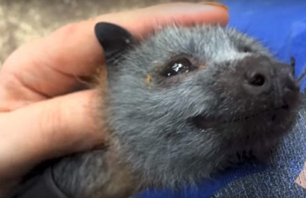 El tierno vídeo del murciélago huérfano que dio la vuelta al mundo El tierno vídeo del murciélago huérfano que dio la vuelta al mundo